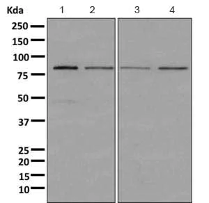 Western blot - Anti-LDLC antibody [EPR10896] - BSA and Azide free (AB249429)