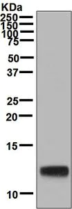 Western blot - Anti-LEC antibody [EPR4452(2)] - BSA and Azide free (AB248727)