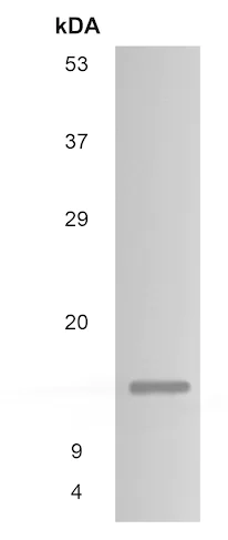 Western blot - Anti-LECT2 antibody [MM0449-4B24] (AB89835)