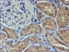 Immunohistochemistry (Formalin/PFA-fixed paraffin-embedded sections) - Anti-LECT2 antibody [OTI2A11] (AB119429)