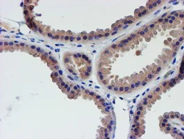 Immunohistochemistry (Formalin/PFA-fixed paraffin-embedded sections) - Anti-LECT2 antibody [OTI2A11] (AB119429)