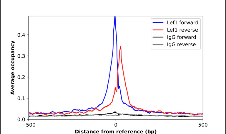 ChIP - Anti-LEF1 Antibody (AB327174)
