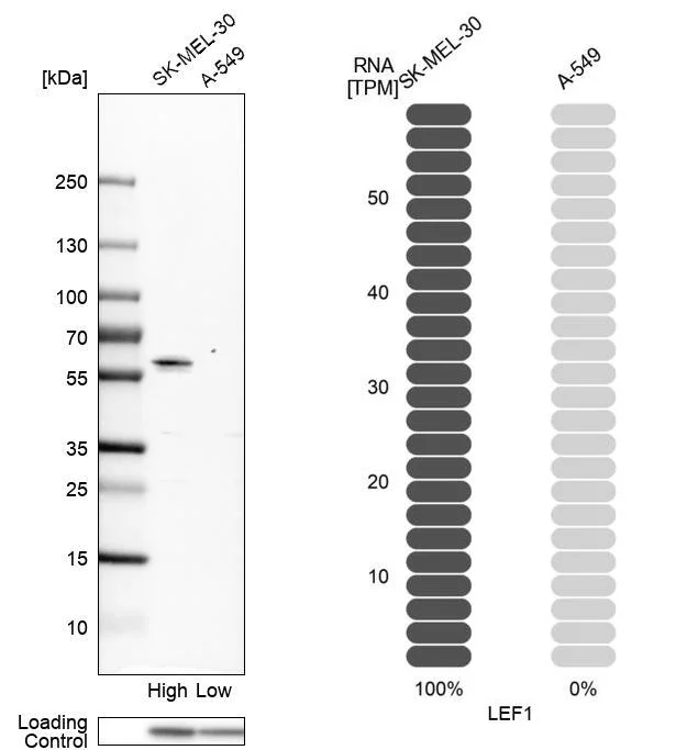 Western blot - Anti-LEF1 Antibody (AB327174)