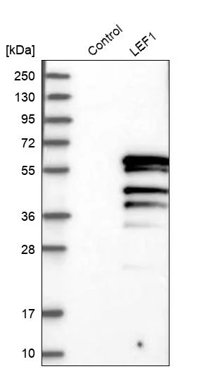 Western blot - Anti-LEF1 Antibody (AB327174)