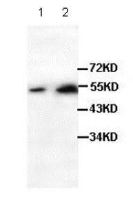 Western blot - Anti-LEF1 antibody (AB85052), expandable thumbnail