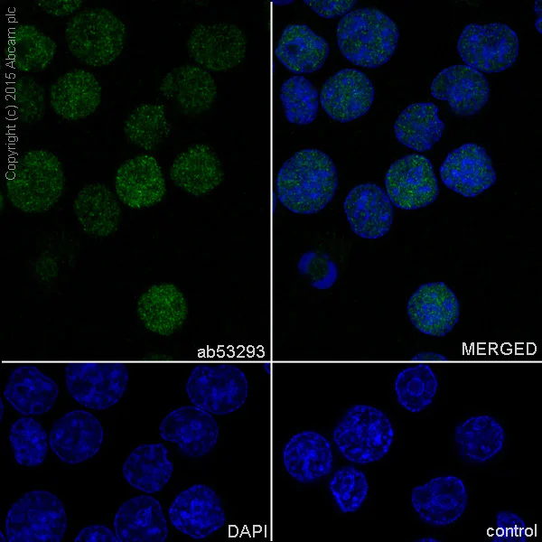 Immunocytochemistry/ Immunofluorescence - Anti-LEF1 antibody [EP2030Y] (AB53293)