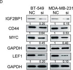 Anti-LEF1 antibody [EP2030Y]