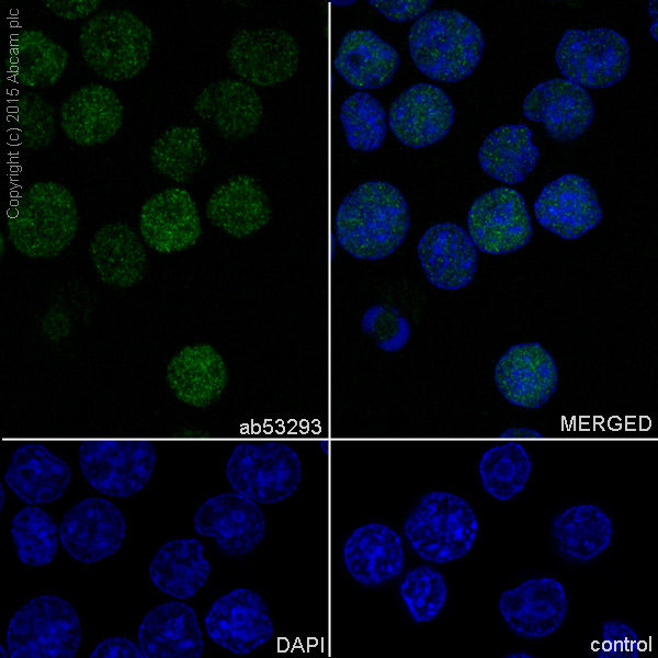 Immunocytochemistry/ Immunofluorescence - Anti-LEF1 antibody [EP2030Y] - BSA and Azide free (AB227562)