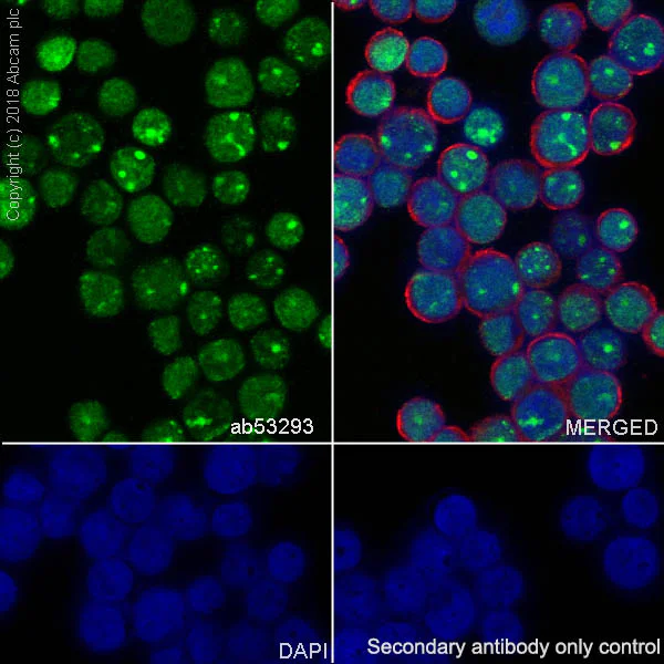 Immunocytochemistry/ Immunofluorescence - Anti-LEF1 antibody [EP2030Y] - BSA and Azide free (AB227562)