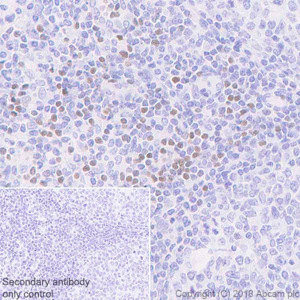 Immunohistochemistry (Formalin/PFA-fixed paraffin-embedded sections) - Anti-LEF1 antibody [EP2030Y] - BSA and Azide free (AB227562)