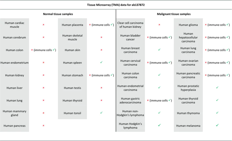 Immunohistochemistry (Formalin/PFA-fixed paraffin-embedded sections) - Anti-LEF1 antibody [EPR2029Y] (AB137872)