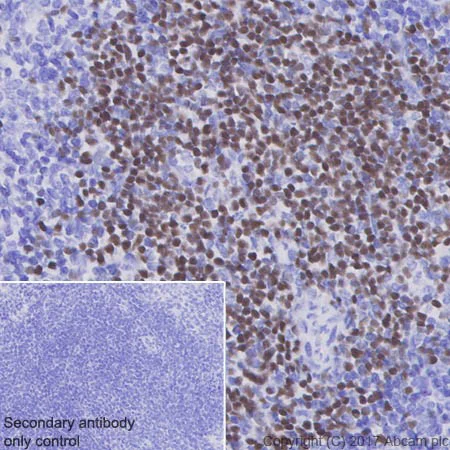 Immunohistochemistry (Formalin/PFA-fixed paraffin-embedded sections) - Anti-LEF1 antibody [EPR2029Y] (AB137872)