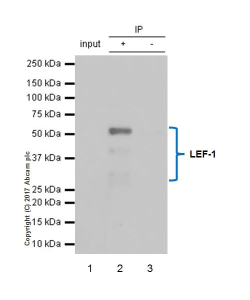 Immunoprecipitation - Anti-LEF1 antibody [EPR2029Y] (AB137872)