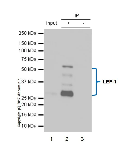 Immunoprecipitation - Anti-LEF1 antibody [EPR2029Y] (AB137872)