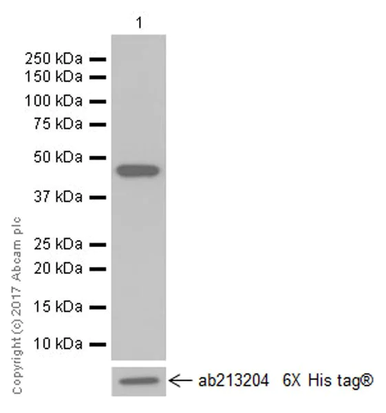 Western blot - Anti-LEF1 antibody [EPR2029Y] (AB137872)