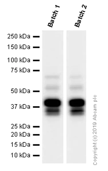 Western blot - Anti-LEF1 antibody [EPR2029Y] (AB137872)