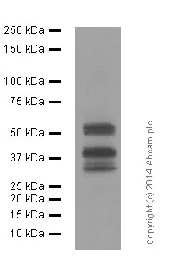 Western blot - Anti-LEF1 antibody [EPR2029Y] (AB137872)