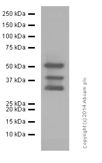 Western blot - Anti-LEF1 antibody [EPR2029Y] (AB137872)