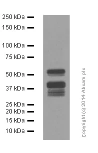 Western blot - Anti-LEF1 antibody [EPR2029Y] (AB137872)