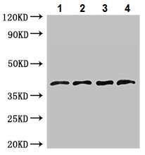 Western blot - Anti-Lefty antibody (AB222886)