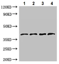Western blot - Anti-Lefty antibody (AB222886)