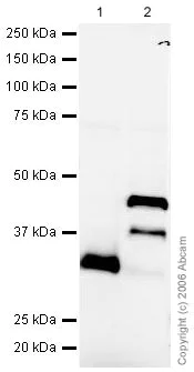 Western blot - Anti-Lefty antibody (AB22569)