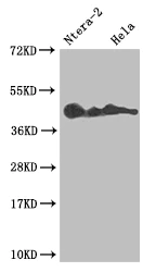 Western blot - Anti-LEFTY2 antibody [10G2] (AB314189)