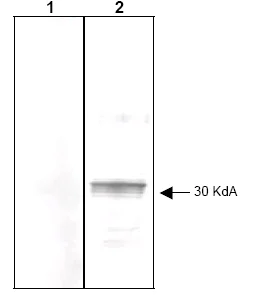Western blot - Anti-LEFTY2 antibody [7C5G1H6H10] (AB34593)