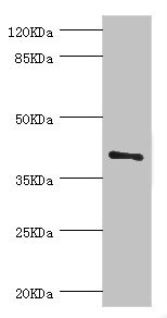 Western blot - Anti-LEFTY2 antibody (AB229668), expandable thumbnail