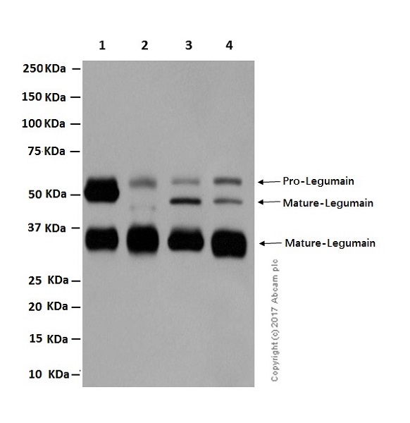 Western blot - Anti-Legumain antibody [EPR14718] (AB183028)