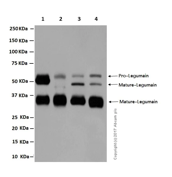 Western blot - Anti-Legumain antibody [EPR14718] - BSA and Azide free (AB232627)