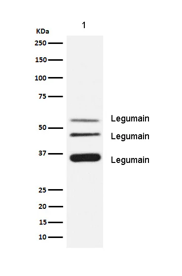 Western blot - Anti-Legumain antibody [SR4046] (AB326701)