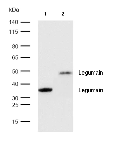 Western blot - Anti-Legumain antibody [SR4046] (AB326701)