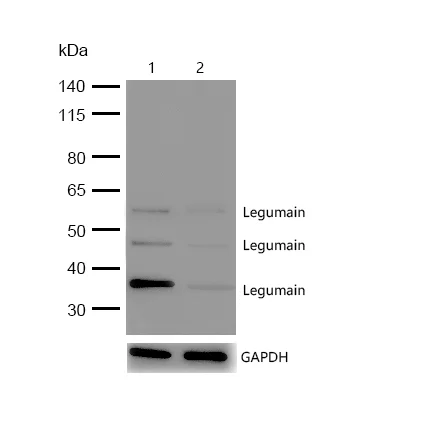 Western blot - Anti-Legumain antibody [SR4046] (AB326701)