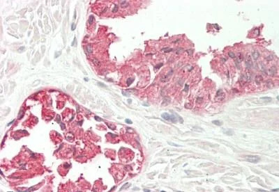 Immunohistochemistry (Formalin/PFA-fixed paraffin-embedded sections) - Anti-LENG8 antibody (AB230864)