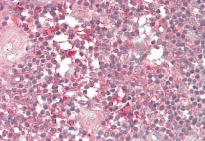 Immunohistochemistry (Formalin/PFA-fixed paraffin-embedded sections) - Anti-LENG8 antibody (AB230864)