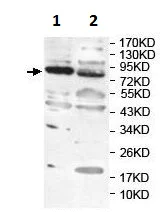Western blot - Anti-LENG8 antibody (AB230864)