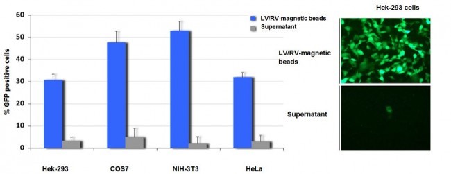 Functional Studies - Lentivirus and Retrovirus Purification Kit (AB288104), expandable thumbnail