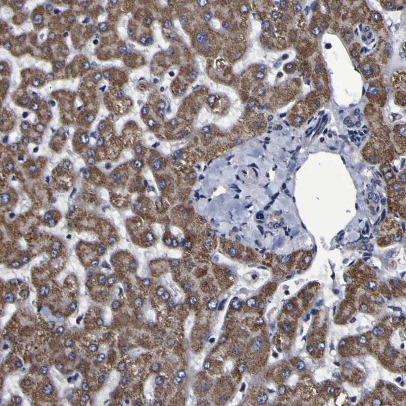 Immunohistochemistry (Formalin/PFA-fixed paraffin-embedded sections) - Anti-LEPRE1/P3H1 antibody (AB244326), expandable thumbnail