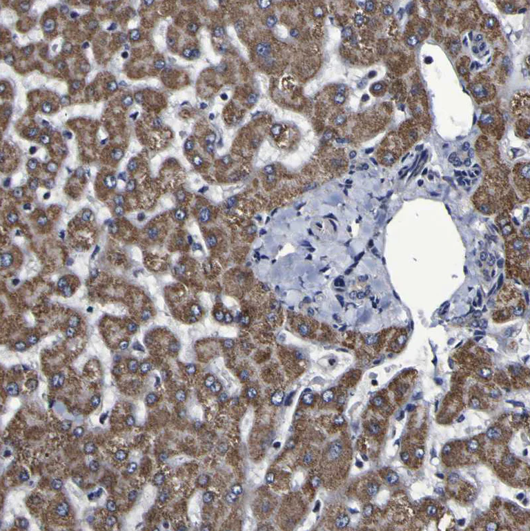 Immunohistochemistry (Formalin/PFA-fixed paraffin-embedded sections) - Anti-LEPRE1/P3H1 antibody (AB244326)