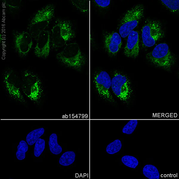 Immunocytochemistry/ Immunofluorescence - Anti-LEPRE1/P3H1 antibody [EPR10193(B)] (AB154799)