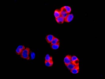 Immunocytochemistry/ Immunofluorescence - Anti-LEPRE1/P3H1 antibody [EPR10193(B)] - BSA and Azide free (AB249107), expandable thumbnail