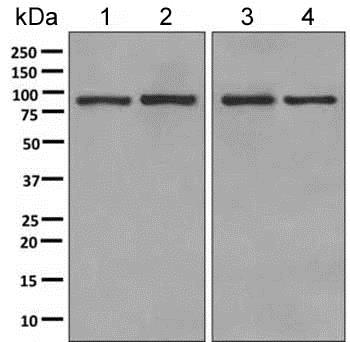 Western blot - Anti-LEPRE1/P3H1 antibody [EPR10193(B)] - BSA and Azide free (AB249107), expandable thumbnail