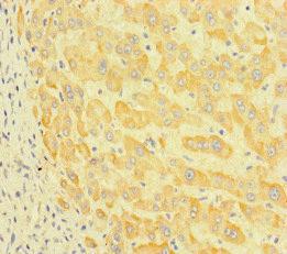 Immunohistochemistry (Formalin/PFA-fixed paraffin-embedded sections) - Anti-LEPREL1 antibody (AB222823), expandable thumbnail