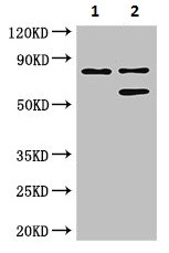 Western blot - Anti-LEPREL1 antibody (AB222823), expandable thumbnail