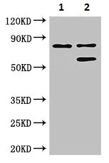 Western blot - Anti-LEPREL1 antibody (AB222823)