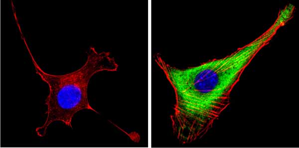Immunocytochemistry/ Immunofluorescence - Anti-Leptin antibody (AB16227), expandable thumbnail