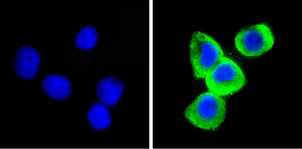Immunocytochemistry/ Immunofluorescence - Anti-Leptin antibody (AB16227), expandable thumbnail
