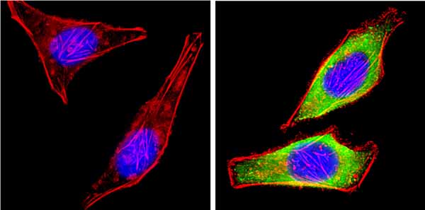 Immunocytochemistry/ Immunofluorescence - Anti-Leptin antibody (AB16227), expandable thumbnail