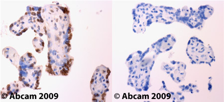 Immunohistochemistry (Formalin/PFA-fixed paraffin-embedded sections) - Anti-Leptin antibody (AB16227), expandable thumbnail